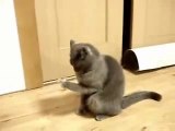 Ce chat est terriblement intrigué par…