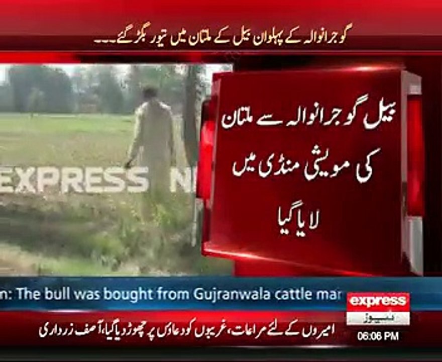 Breaking News Police 100 Fired On An Ox In Multan 6 June 2015  Video