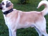 PUSAT THE KURDISH KANGAL DOG KING RACE - SIVAS KÜRT COBAN KÖPEK BOGUS