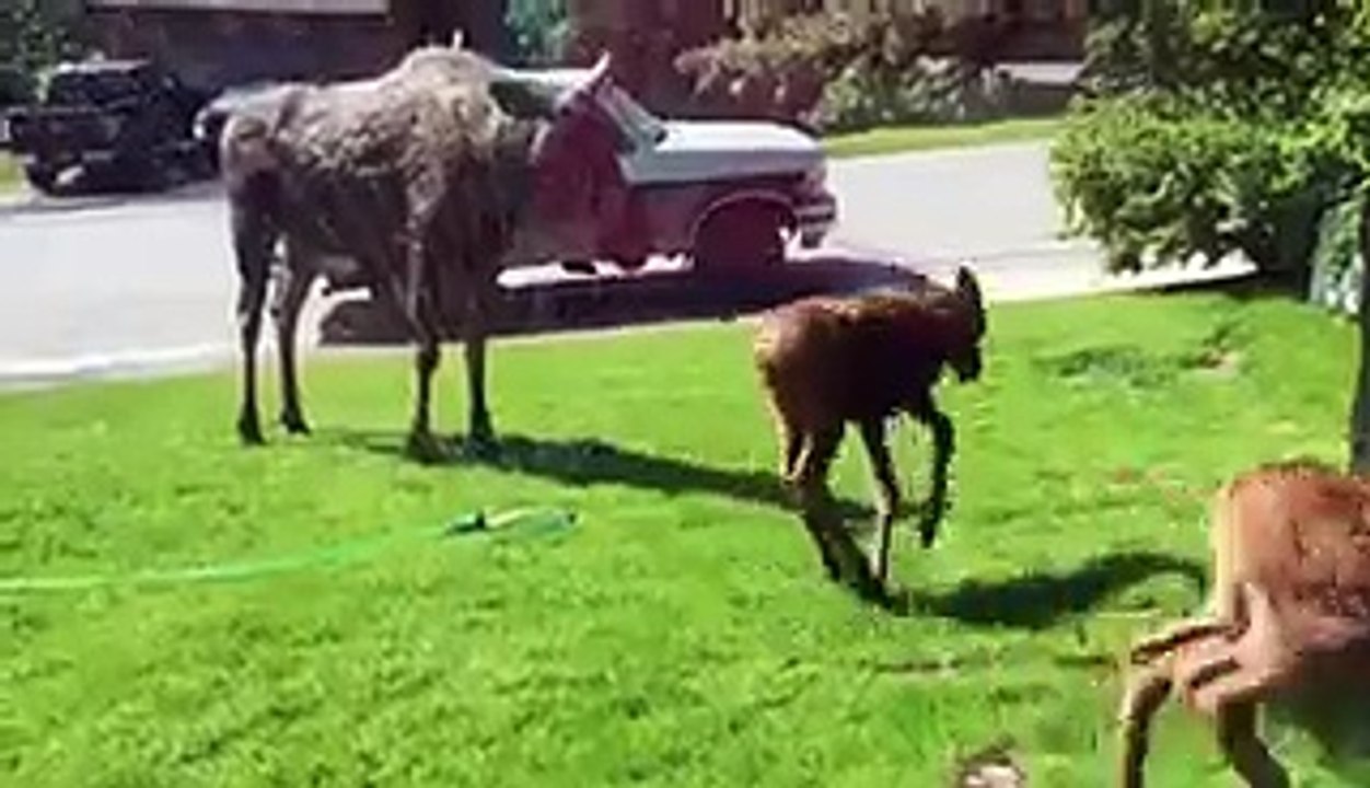 En pleine chaleur, des élans jouent avec l'arrosage automatique