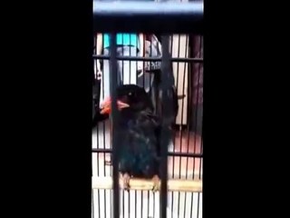 Suara Tembakan Tengkek Buto Gacor Untuk Masteran Murai Batu