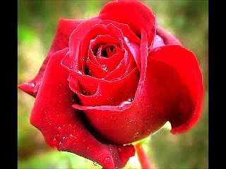 ام عبدو الحلبية - الفلانتاين2010