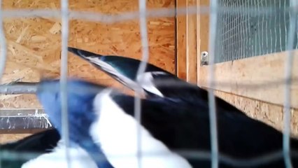 Buksi, a beszélő szarka - Buksi the talking magpie