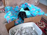 Русский Той Терьер или Моя собака Альма (Russian Toy Terrier)
