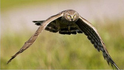 BBC Radio Lancashire - Gary Hickson 19May15 -RSPB v Sir Ian Botham on the 3 missing Hen Harriers