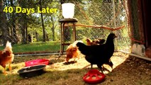 Baby Chicks Grow up and move into a Chicken Coop -  Cute animal video !