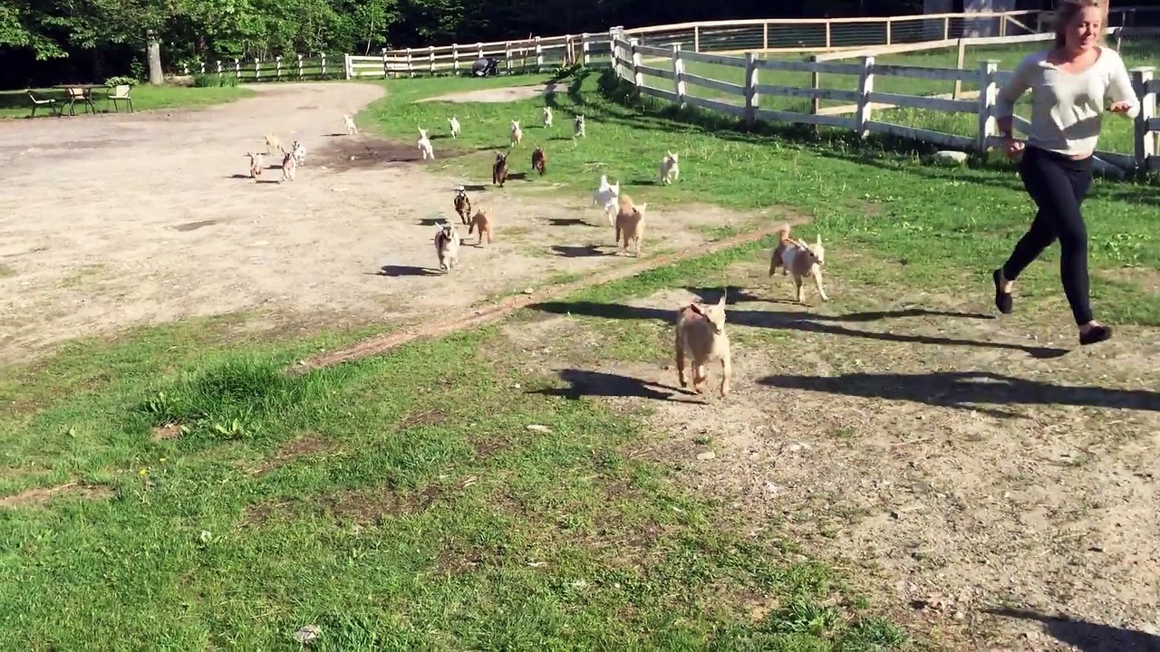 Adorable Baby Goats Run Back and Forth Across a Farm With a Couple of Lively Humans