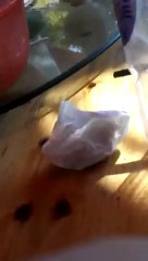 Güneşin Tadını Çıkaran Kedi