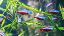 Cardinal Tetra in a Planted Aquarium - Paracheirodon axelrodi