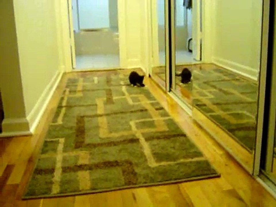 cute kitten entertaining herself with mirror!