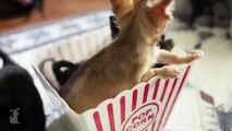 Funny Chihuahua Puppies Are Popcorn Puppies - Puppy Love