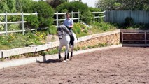 Lusitanos Market & Team Pedro Torres Training with Lusitano Horses