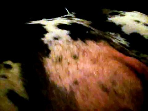 Great Danes puppies moving in her tummy!!!!