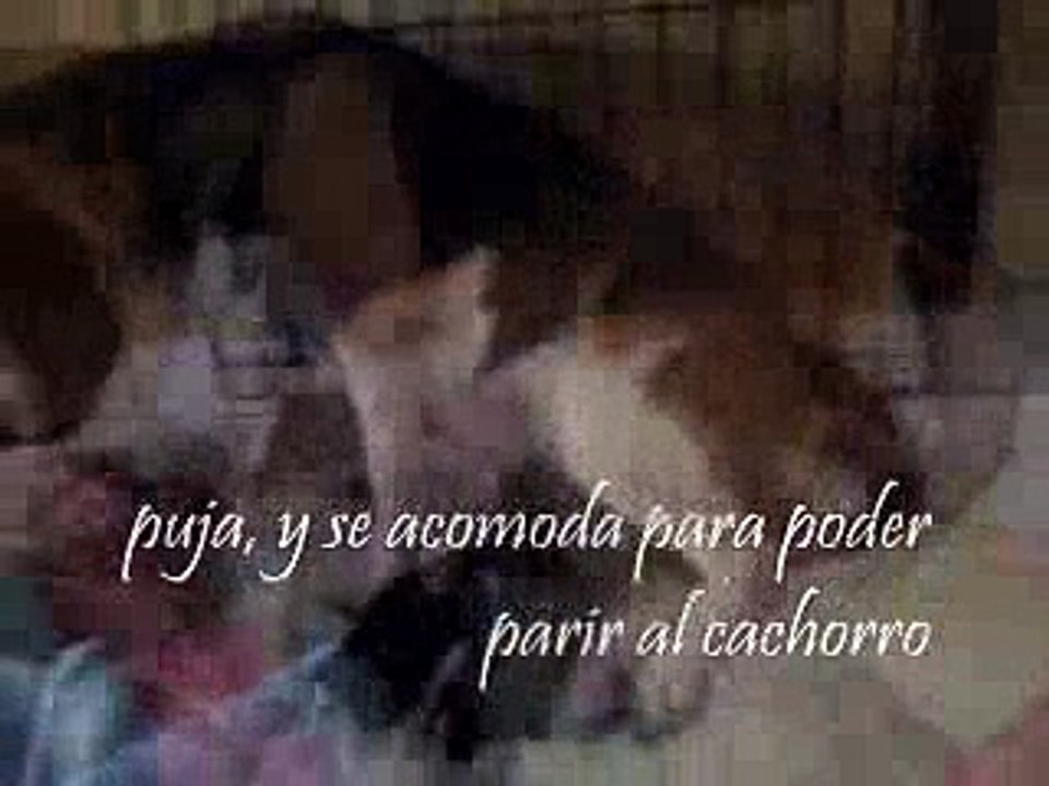 la cigueña trae cachorros