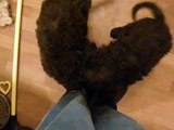 Two Labradoodle puppies play fighting - Dreamydoodles.com