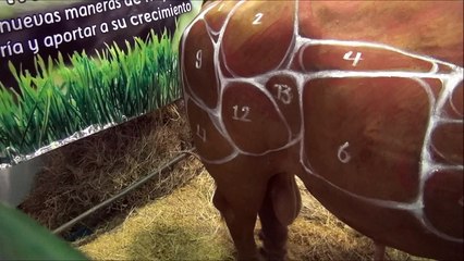Cortes de la carne en vaca viva @ Agroexpo 2013