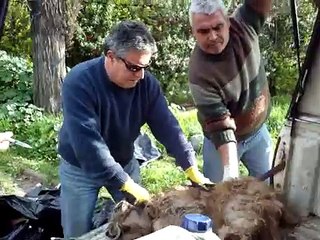 matanza de perros san joaquin chile 2 video original