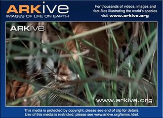 TIGRE CAZANDO A UN CIERVO