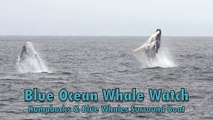 Blue Whales Swimming near Breaching Humpbacks Blue Ocean Whale Watching Monterey Bay