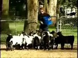 Fainting Goats