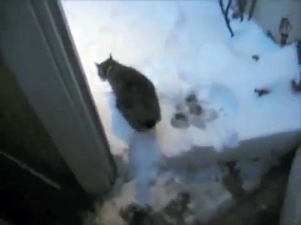 Cat wants to go outside in the snow, maybe not - Mary Cummins, Animal Advocates