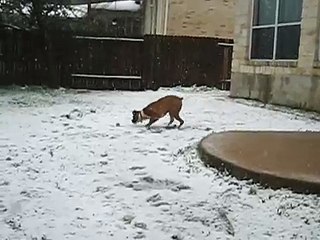 Clyde playing in the snow