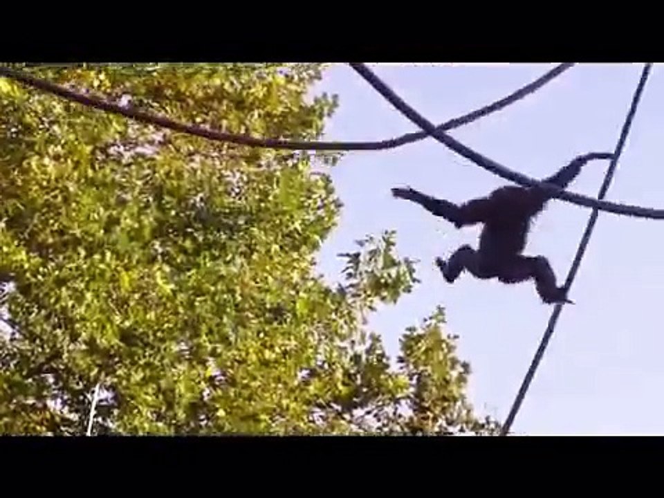 Jungle in the Munich Zoo - Dschungel im Tierpark Hellabrunn - Monkeys - Lions - Elephants - Leopard