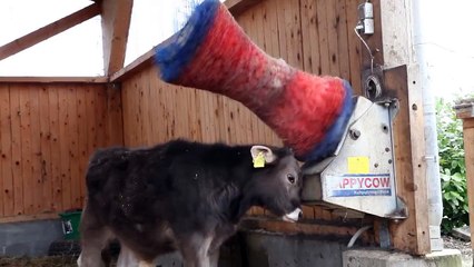 Dana nin keyfi yerinde