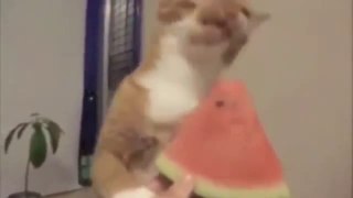 funny cat fails try not to laugh,funny cute cats compilation,cute funny cat vines