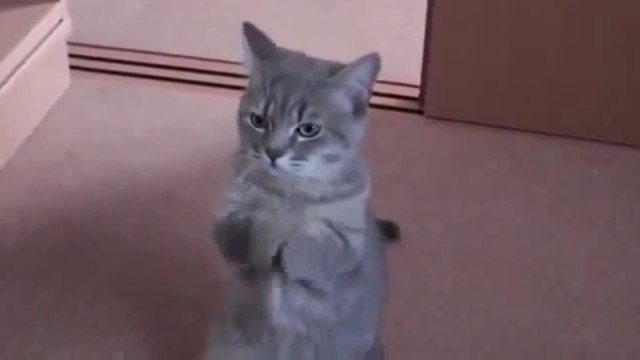 funny cat fails try not to laugh or grin,best funny cat fails,funny cat epic fails