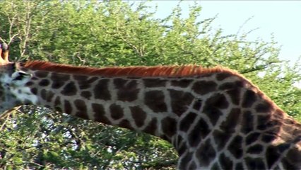 Elefant,Impala,Zebra,Giraffe,Wasserbüffel in Südafrika