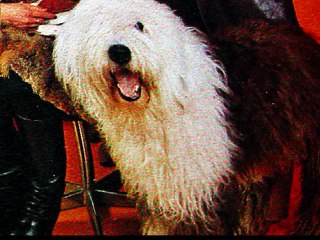 MALO DALJE - Kupit ću sprej (1979)