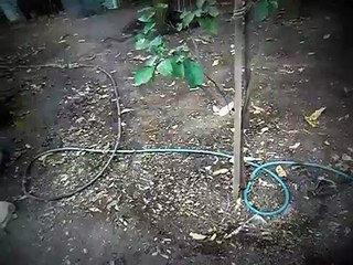 peleando gallos hatch richard vs hatch suarez