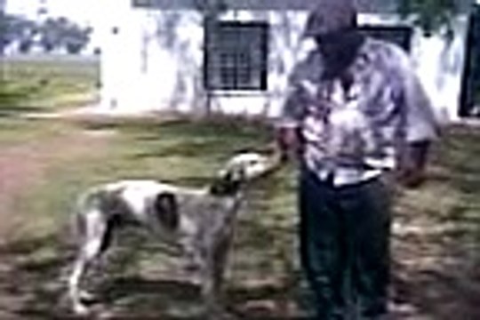 Perros galgos - El Blanco