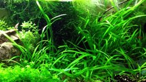 Do you need CO2 in your planted tank