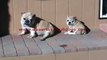 Sunbathing English Bulldog and puppy in Tucson Arizona