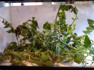 very hungry caterpillars