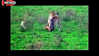 biggest wild animal fights compilation   animal attacks video