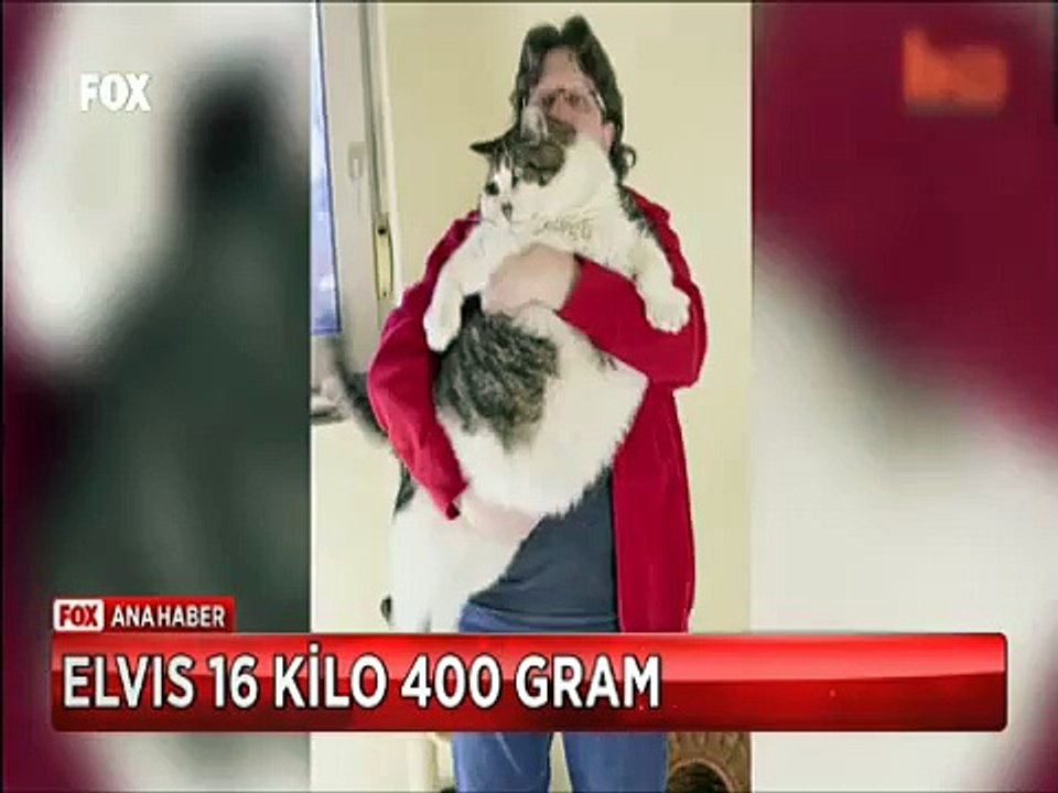 Dünyanın en ağır kedisi Almanya'da Elvis tam 16 kilo 400 gram üstelik bu kilo vermiş hali
