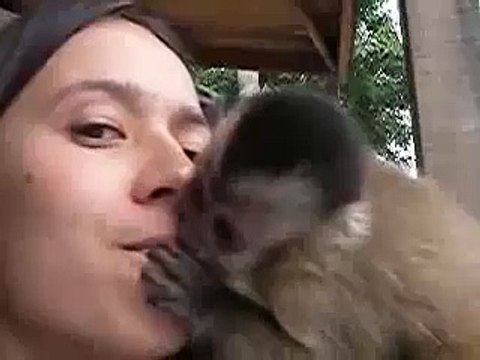 Cute Capuchin Monkey Giving Kisses