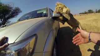 Lions Attack Car Full Of People