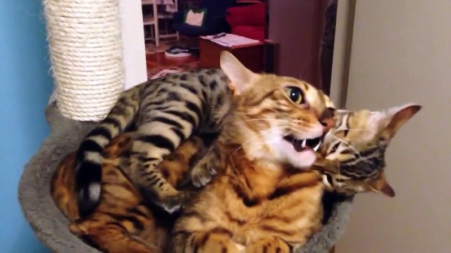 Bengal Cats wrestling in a cat tree