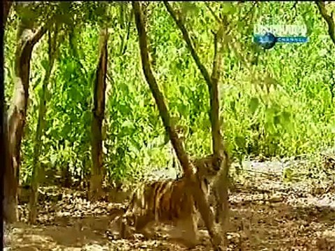 Обезьяна нападает на тигров.Обалденное видео.» Смотреть онлайн новинки фильмов в хорошем качестве бесплатно.