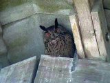 Eagle Owl (Bubo bubo) Stor Hornugle