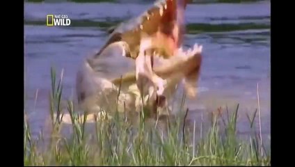Furia Animal - Ataque de Crocodilos