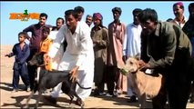 Dog Race Funny Tezabi Totay