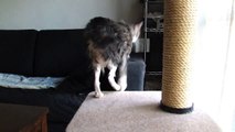 ぶるぶるキャット - Cat Vibration -