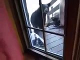 Gatto difende la casa dei suoi padroni da un orso