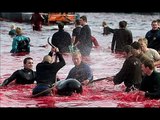 ΦΡΙΚΗ!!!! HORROR!!! DOLPHIN Slaughter in Denmark ..