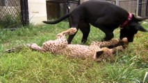 (1 month) Savanna Cheetah Cub and Puppy Max Play - Cincinnati Zoo